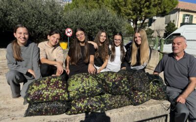 BERBA MASLINA 2025.GODINE